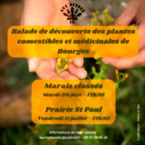 photo Balade de découverte des plantes comestibles et médicinales de Bourges