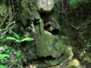 photo SORTIE NATURALISTE : UN BRUIT D'EAU AU FOND DE LA FORÊT