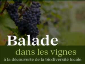 photo Balade dans les Vignes