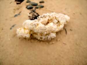 photo Trésors du haut de plage