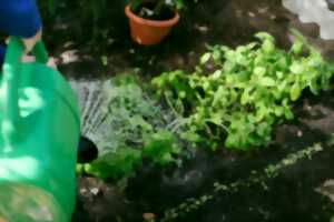 photo VISITE D'UN JARDIN