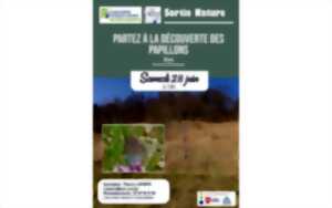 photo Découverte des papillons