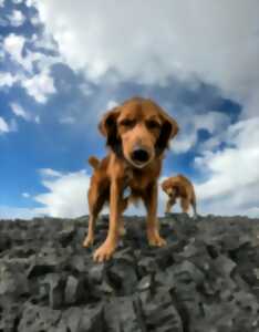 photo Exposition de chiens de sauvetage