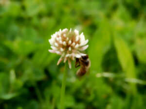 photo Balade :  « Les insectes »