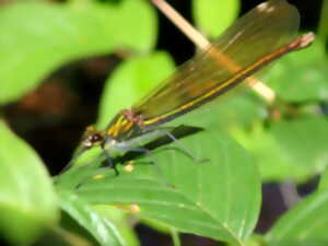 photo Découverte des libellules et demoiselles de la tourbière des Dauges