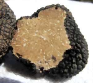 photo Visite Ferme truffes et porcs noirs