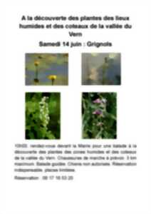 photo Randonnée : découverte des plantes