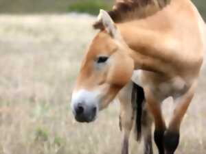photo JOURNÉE SPÉCIALE DE L'ASSOCIATION TAKH - CHEVAUX DE PRZEWALSKI
