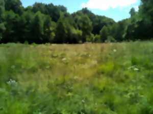 photo Sortie nature sur les Prairies humides de la Font du Loup