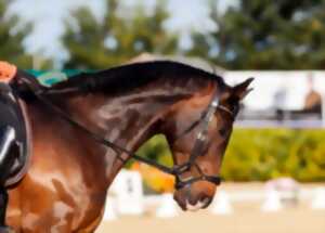 photo Stage d'équitation