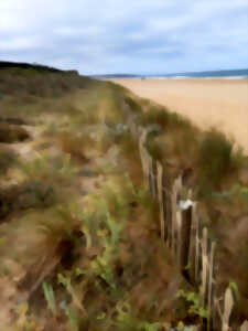 photo La dune, tout un monde
