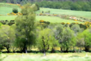 photo SORTIE NATURE - HISTOIRES DE PLANTES : LES HAIES CHAMPÊTRES