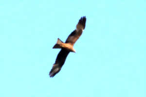 photo LES SORTIES NATURE : DÉCOUVERTE DES RAPACES