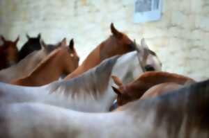 photo Concours endurance équestre
