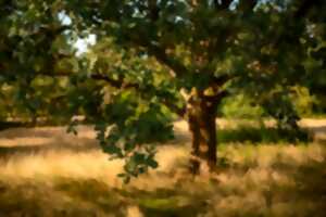 photo Visite d'un jardin-forêt