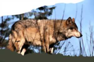 photo Exposition : il était passé par ici... le loup
