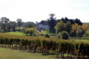 photo Domaine de Grange Neuve | Visite guidée et dégustation gourmande