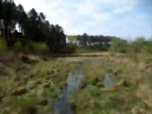 photo Balade découverte du marais du Plata