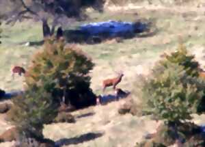 photo OBSERVATION ET ÉCOUTE DU BRAME DU CERF