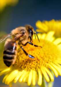 photo DECOUVERTE DES ABEILLES