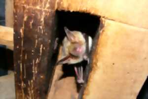 photo Nuit de la Chauve-souris