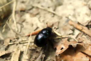 photo « Les Curieux de nature : La forêt mise en bouteille »