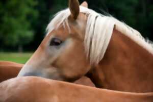 photo Vide-greniers et fête du cheval