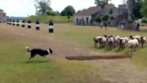 photo Concours Chiens de Berger