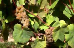photo Balade contée dans les vignes