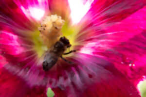 photo AUTOUR DES ABEILLES