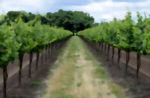 photo Cluedo géant dans les vignes