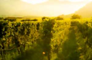 photo Château Luzac | Dégustation à l'aveugle et apéro vigneron