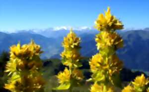 photo DECOUVERTE DES PLANTES MEDICINALES