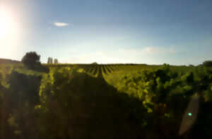 photo Visite et dégustation de 7 vins | Vignobles Alard