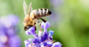 photo INAUGURATION DU PARC AUX ABEILLES