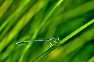 photo Les animations nature - Balade nature 