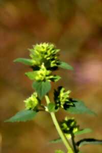 photo LEVEZ LE PIED SUR LE MONT LOZERE : SECRETS DE PLANTES DU MONT LOZÈRE