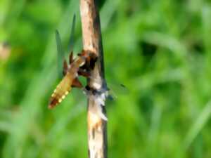 photo Balade-découverte : la faune et la flore du site du Plan d'eau des Chanaux