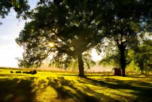 photo Journée Nature : L'Arbre en fête