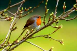 photo Little Momes Festival : Balade Observation des Oiseaux - Limoges