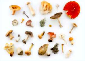 photo Dans le cadre des rencontres Plantes et cie : Le monde des champignons