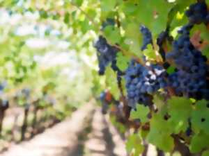 photo Portes ouvertes au Vignoble de la Roseraie
