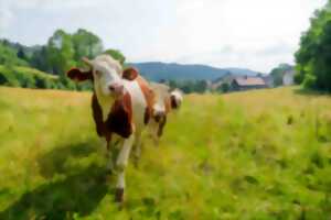 Visite d'une ferme à comté