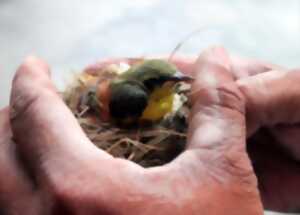 photo Nez à becs avec les oiseaux par l'association LPO