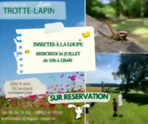 photo Animation nature en famille : Insectes à la loupe