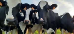 photo Portes ouvertes de la Ferme de Blas'lait