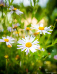 photo Découverte de notre escapade : fleurs cosmétiques