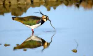 photo EXPOSITION : Portraits d’oiseaux et accueil naturaliste au Belvédère du port du Teich !