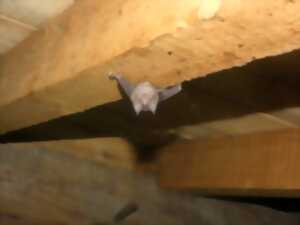 photo Rencontre avec les chauves-souris, étonnants mammifères volants