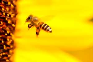 photo Savoir nager